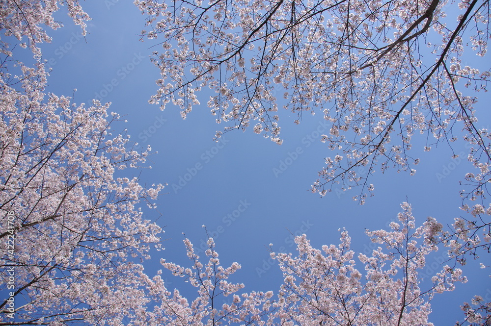 桜の花を見上げる 桜と青空 桜の花を見上げる 桜と青空