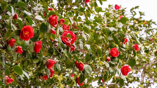 Blooming Camellia japonica 'Kramer's Supreme' in Adler Arboretum Southern Cultures on blurred background on cloudy day. Selective focus. large red flowers on branches of exotic plant. Close-up