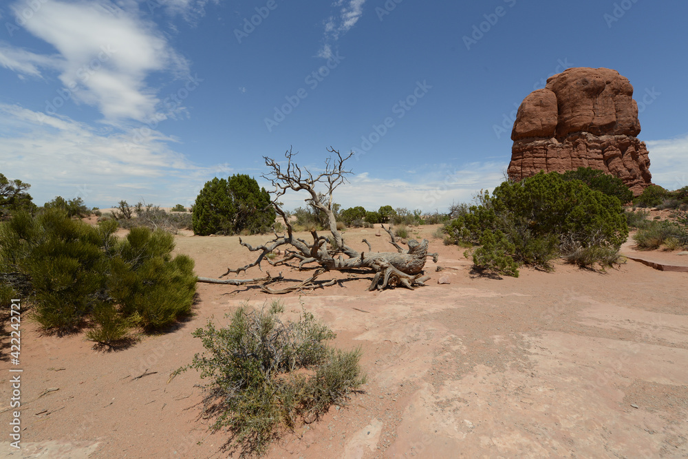 Scenic view of the shrubs and red sandstone formations at Arches National Park in Utah Scenic view of the shrubs and red sandstone formations at Arches National Park in Utah