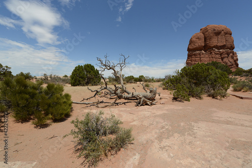 Scenic view of the shrubs and red sandstone formations at Arches National Park in Utah 