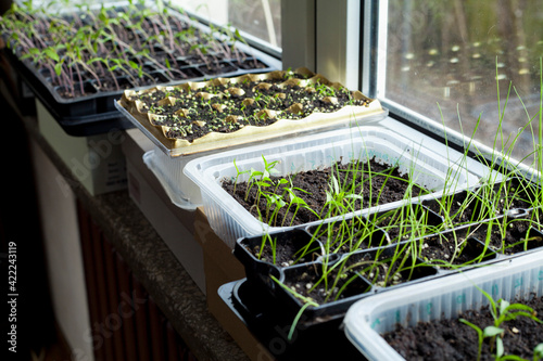 Vegetable seedlings on the windowsill. Young plants frowing in upcycled plastic containers.