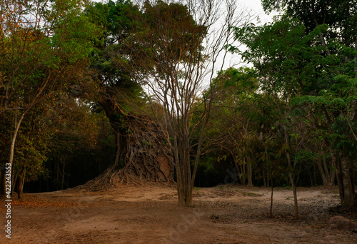  Ruins of goal kampong tom Wat Temple with root of trees in forest Cambodia.