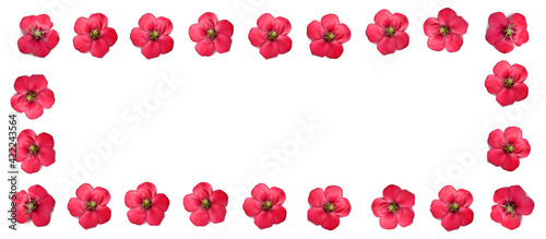 a wide frame of red flowers of decorative flax on a white background. for spring and summer wishes