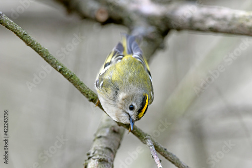 Goldcrest // Wintergoldhähnchen // Roitelet huppé (Regulus regulus) photo