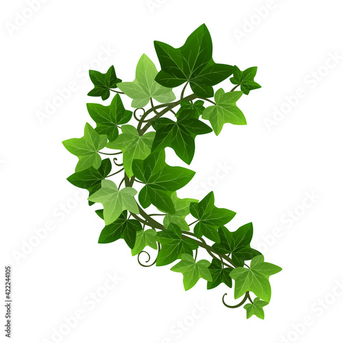 Green climbing ivy creeper branch isolated on white background. Hedera vine botanical design element. Vector illustration of hanging or wall climbing ivy plant