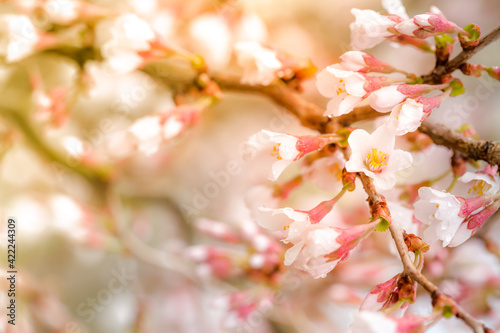 Spring background. Blooming branch with small pink and white flowers in sunlight