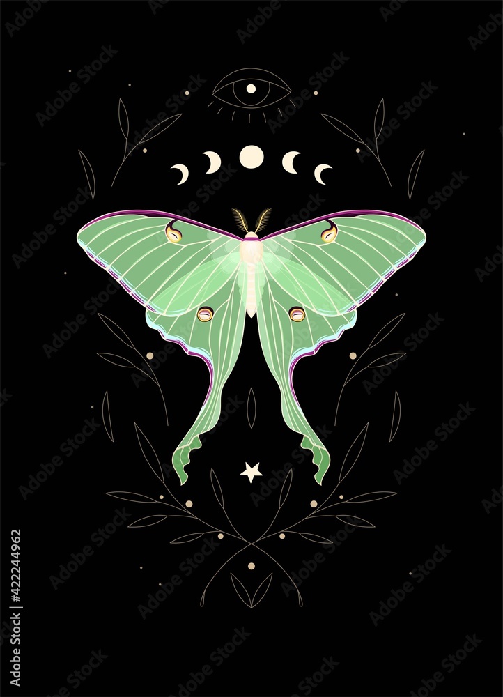 Vector illustration of moon moth and moon cycle Stock Vector | Adobe Stock
