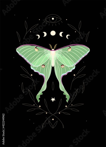 Vector illustration of moon moth and moon cycle