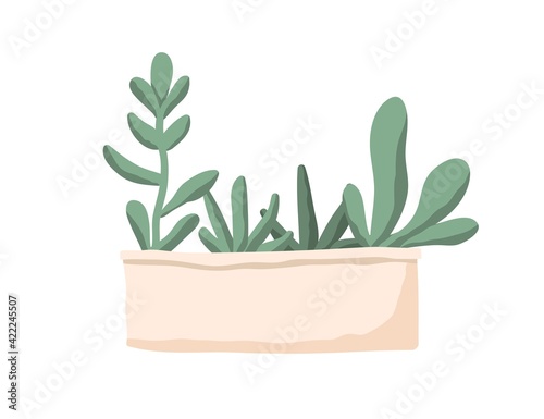 Group of succulents in long rectangular pot or box. Interior plants with fleshy leaves growing in planter. Colored flat vector illustration of houseplant isolated on white background