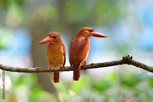 Ruddy Kingfisher (Halcyon coromanda) beautiul brown to red birds resindential in Thailand mangrove forest together perching on branch photo