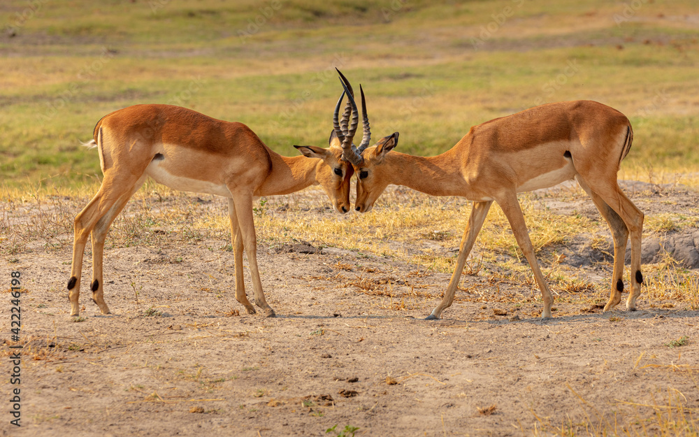 Confrontation between two Impala (Aepyceros melampus) bucks Confrontation between two Impala (Aepyceros melampus) bucks
