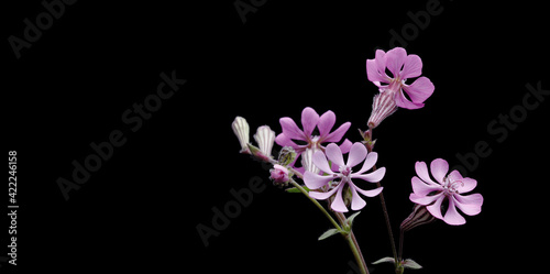 Wallpaper Mural  Flower Clarkia xantiana, small wild herbaceous plant, close up, macro photo, with black background,   Torontodigital.ca