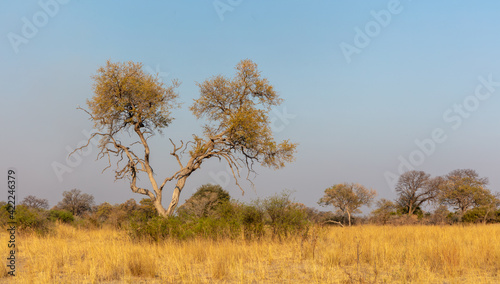 Savanna landscape with grassland and trees in the Cprivi strip in the north of Namibia