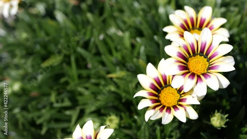 White and purple gazania flower blossom, natural botanical close up background. Marguerite bloom in garden, home gardening in California, USA. Vivid flora and lush foliage. Vibrant juicy plant colors.