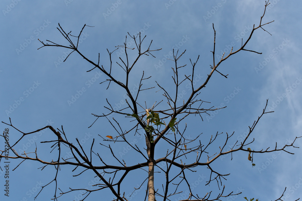 Deciduous trees see only branches. With a sky background Deciduous trees see only branches. With a sky background