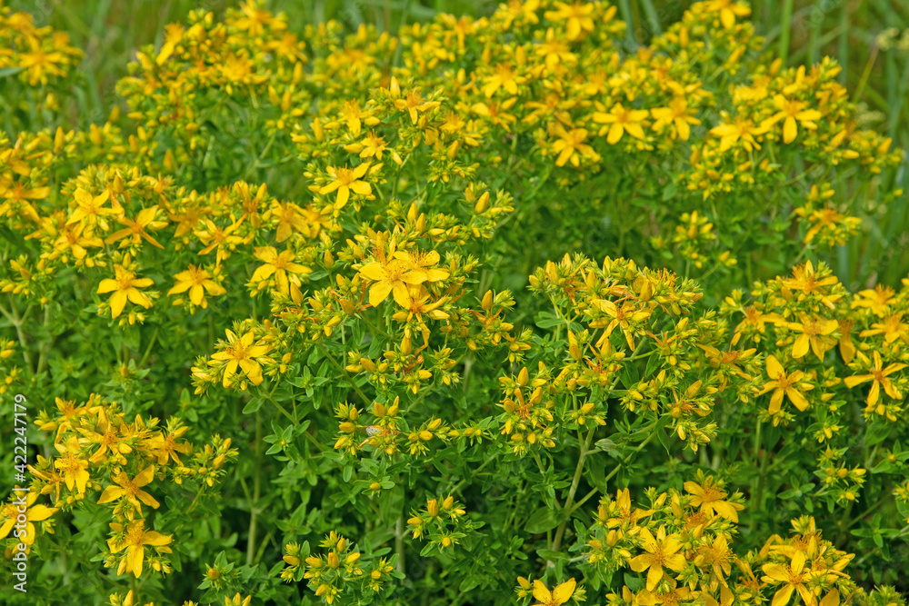 Blühendes Johanniskraut, Hypericum perforatum, in der Wildnis Blühendes Johanniskraut, Hypericum perforatum, in der Wildnis