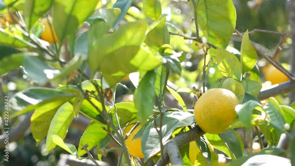 Citrus orange fruit on tree, California USA. Spring garden, american local agricultural farm plantation, homestead horticulture. Juicy fresh leaves, exotic tropical harvest on branch. Springtime sun. Citrus orange fruit on tree, California USA. Spring garden, american local agricultural farm plantation, homestead horticulture. Juicy fresh leaves, exotic tropical harvest on branch. Springtime sun.