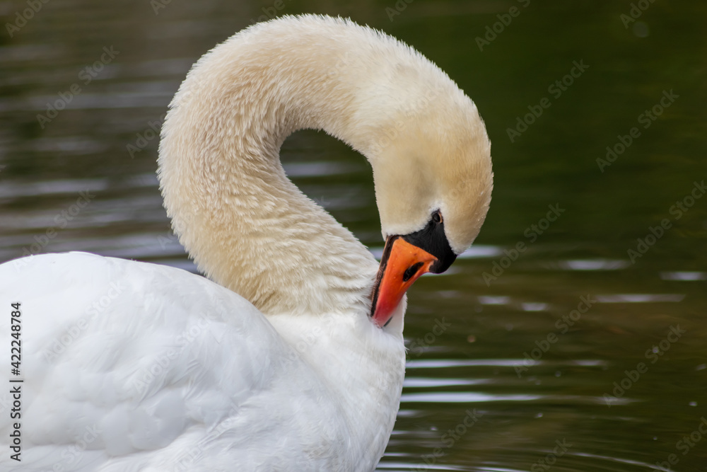 White mute swan cygnus olor grooming its white plumage and white feathers with orange beak to clean feathers and grease feathering to swim and keep warm when swimming on a lake as graceful waterbird White mute swan cygnus olor grooming its white plumage and white feathers with orange beak to clean feathers and grease feathering to swim and keep warm when swimming on a lake as graceful waterbird