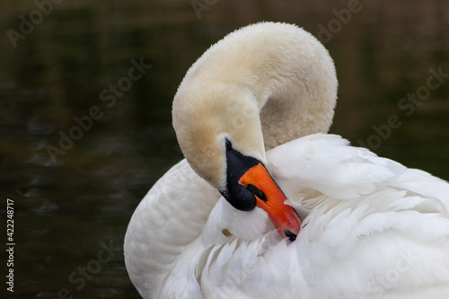 White mute swan cygnus olor grooming its white plumage and white feathers with orange beak to clean feathers and grease feathering to swim and keep warm when swimming on a lake as graceful waterbird