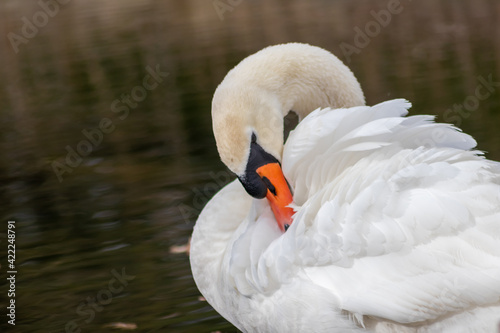 White mute swan cygnus olor grooming its white plumage and white feathers with orange beak to clean feathers and grease feathering to swim and keep warm when swimming on a lake as graceful waterbird