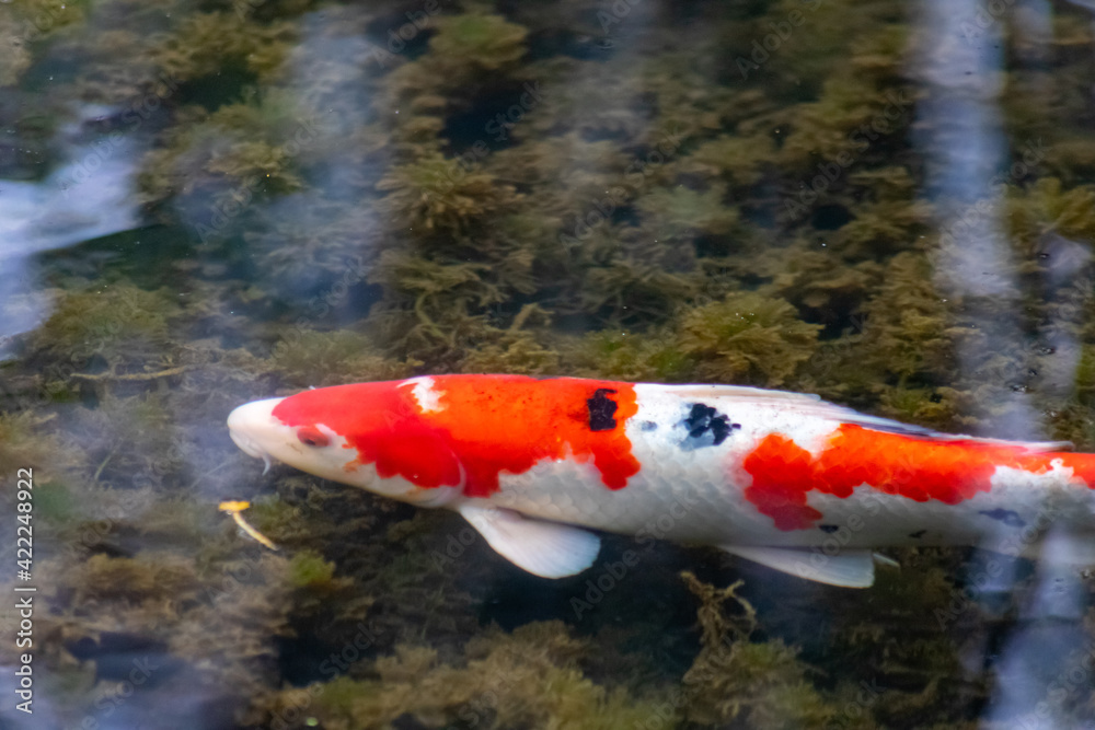Colorful koi carp in garden pond is an expensive koi fish with orange and red structure as