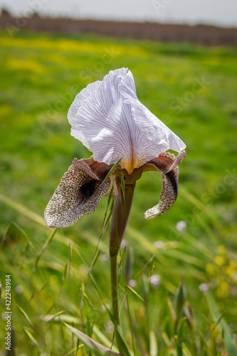 Iris bismarckiana - colourful Oncocyclus flower photo