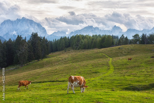 Herd of cows in a meadow in the Alps   Italy