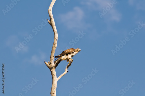 Ferruginous Hawk (Buteo regalis) in Bolsa Chica Ecological Reserve, California, USA