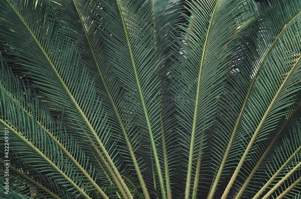 Obraz premium green palm leaves. leaf pattern
