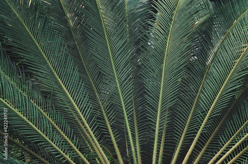 green palm leaves. leaf pattern