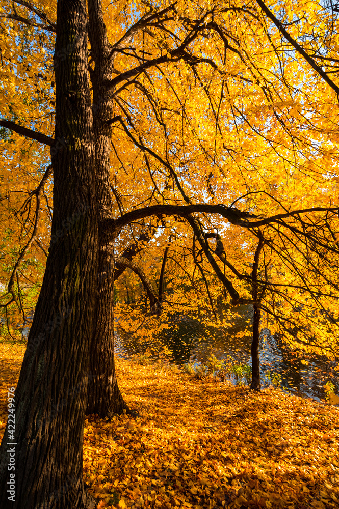 Fototapeta premium View of city park in autumn