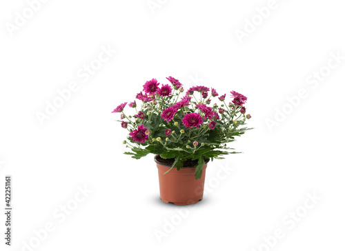 Chrysanthemum pink flower in a pot isolated on white background with    clipping path   