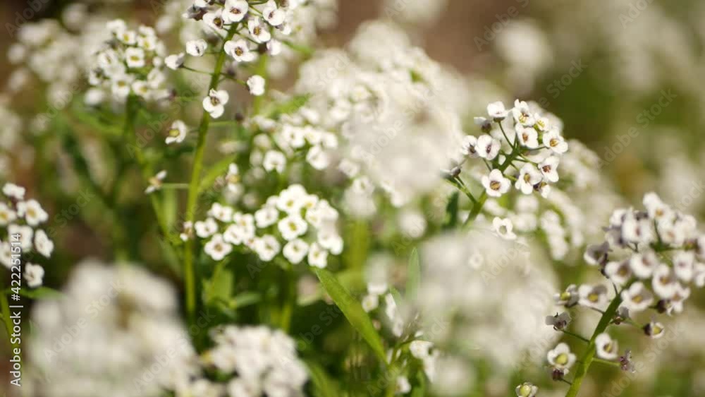 Tender white flowers in garden, California USA. Springtime meadow romantic atmosphere, morning delicate pure greenery. Spring fresh garden or lea in soft focus. Natural botanical blossom close up. Tender white flowers in garden, California USA. Springtime meadow romantic atmosphere, morning delicate pure greenery. Spring fresh garden or lea in soft focus. Natural botanical blossom close up.