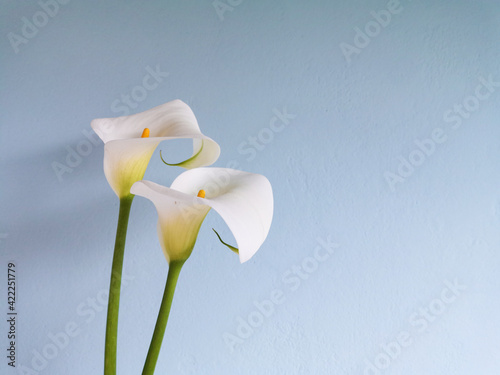Two calla lilies flowers on blue stucco wall background.