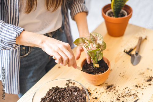 Woman gardeners taking care and transplanting plant a into a new ceramic pot on the wooden table. Home gardening, love of houseplants, freelance. Spring time. Stylish interior with a lot of plants. 