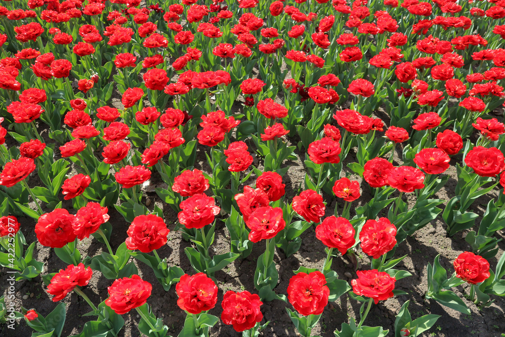 Bright red tulips. Red and green background.