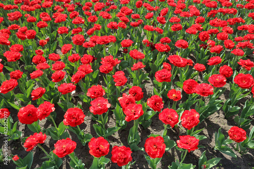 Fototapeta Naklejka Na Ścianę i Meble -  Bright red tulips. Red and green background.