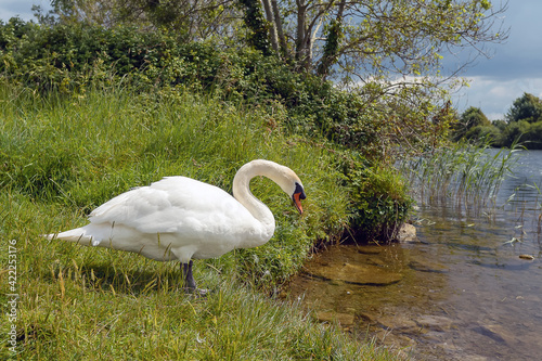 Fototapeta Naklejka Na Ścianę i Meble -  One gracious swan by a river, Warm sunny day. The bird is about to enter the water