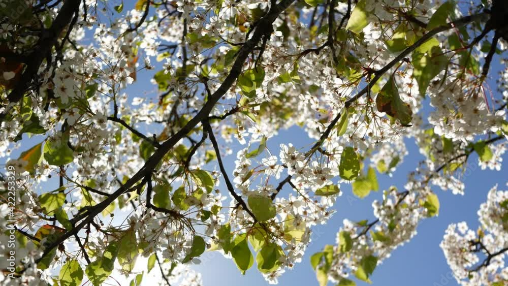 Spring white blossom of cherry tree, California, USA, Balboa Park. Delicate tender sakura flowers of pear, apple or apricot. Springtime fresh romantic atmosphere, pure botanical bloom soft focus bokeh Spring white blossom of cherry tree, California, USA, Balboa Park. Delicate tender sakura flowers of pear, apple or apricot. Springtime fresh romantic atmosphere, pure botanical bloom soft focus bokeh