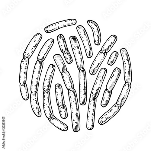 Hand drawn probiotic bulgaricus bacteria. Good microorganism for human health and digestion regulation. Vector illustration in sketch style