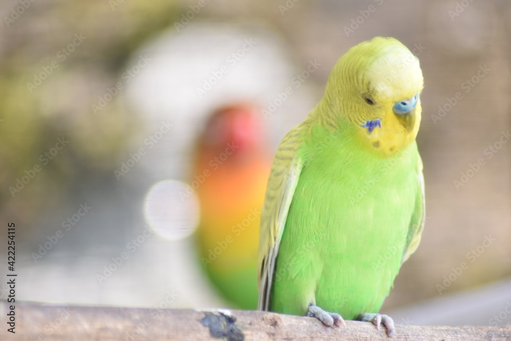 Naklejka premium Green parrots sitting on tree