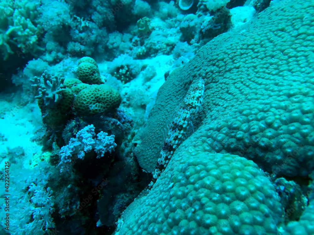 a fish in the coral