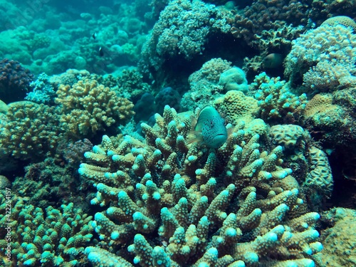a fish in the coral