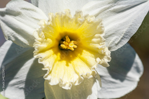 Daffodil flower up close photo