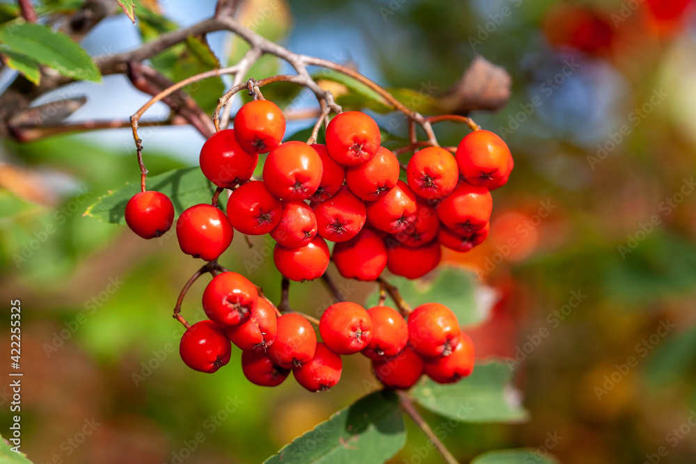 Bright red Rowan berries still on the tree. Also known as Dogberry, Witchwood, Quickbeam or Mountain Ash