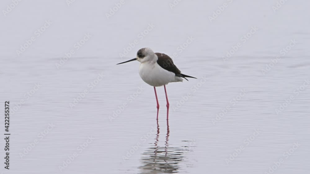 Beautiful Black Winged Stilt bird (Himantopus himantopus) standing in a pond on a cold snowy day at early spring. Beautiful Black Winged Stilt bird (Himantopus himantopus) standing in a pond on a cold snowy day at early spring.