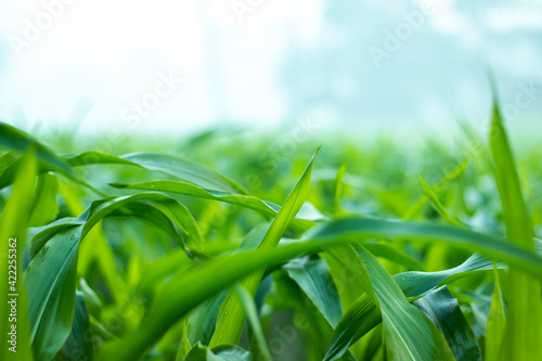water drops on leaf with greenery fresh background, Corn field agriculture. Green nature. Rural farm land