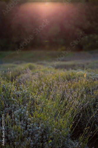 lavender on filed © Katalin