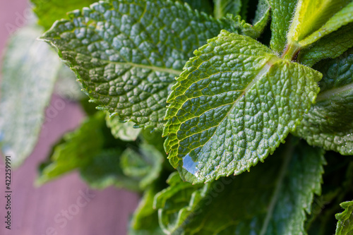 Close-up of mint leaves with water, on wooden table, horizontal