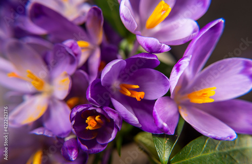 Beautiful violet crocus flowers